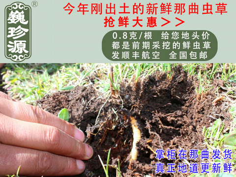 ���r�x�������r���x�Ĳ������r�x���^����Ρ��Դ0.8��/�����r�����x���^���������ڳ�����Ұ���������r�x��